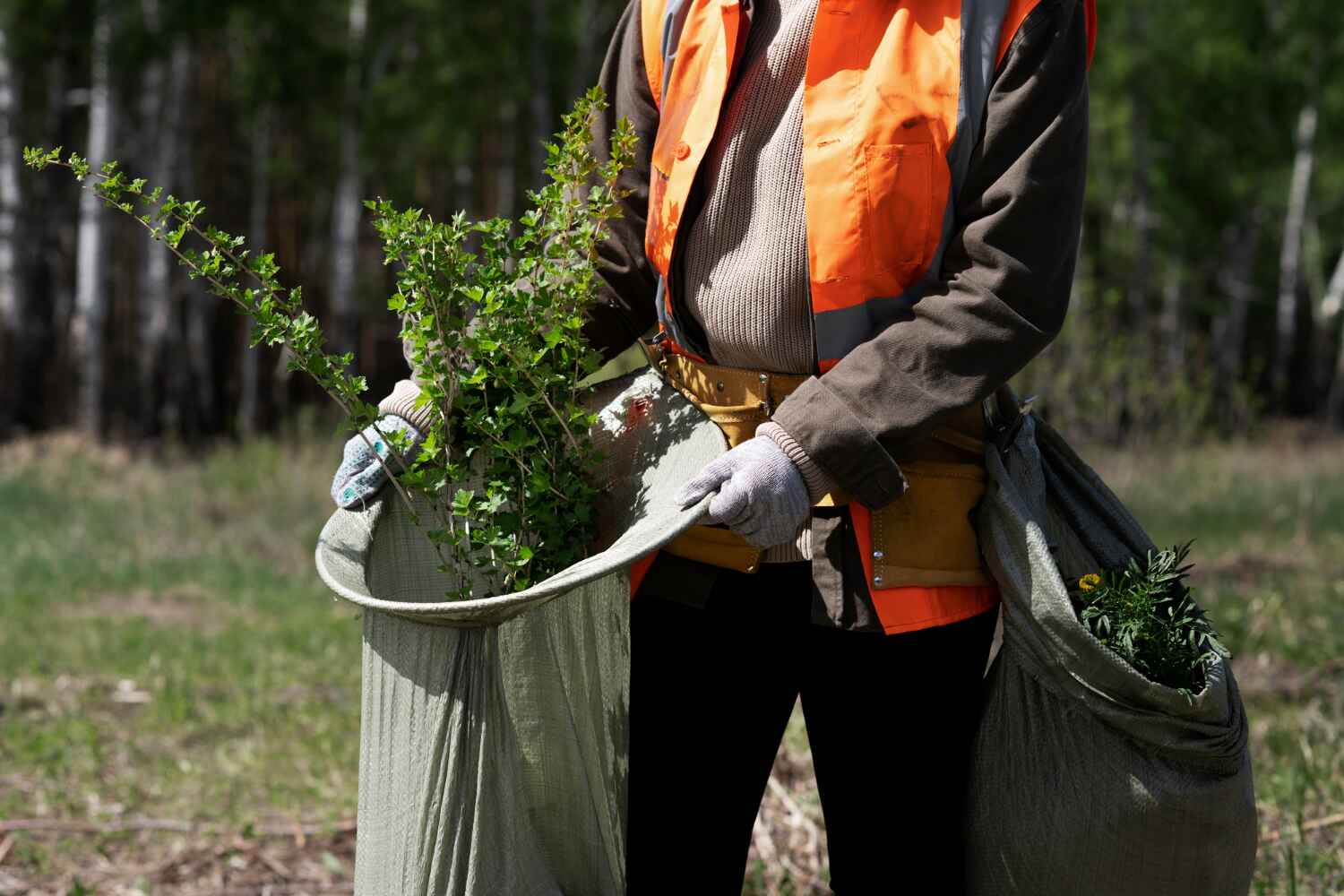 The Steps Involved in Our Tree Care Process in Chester, PA